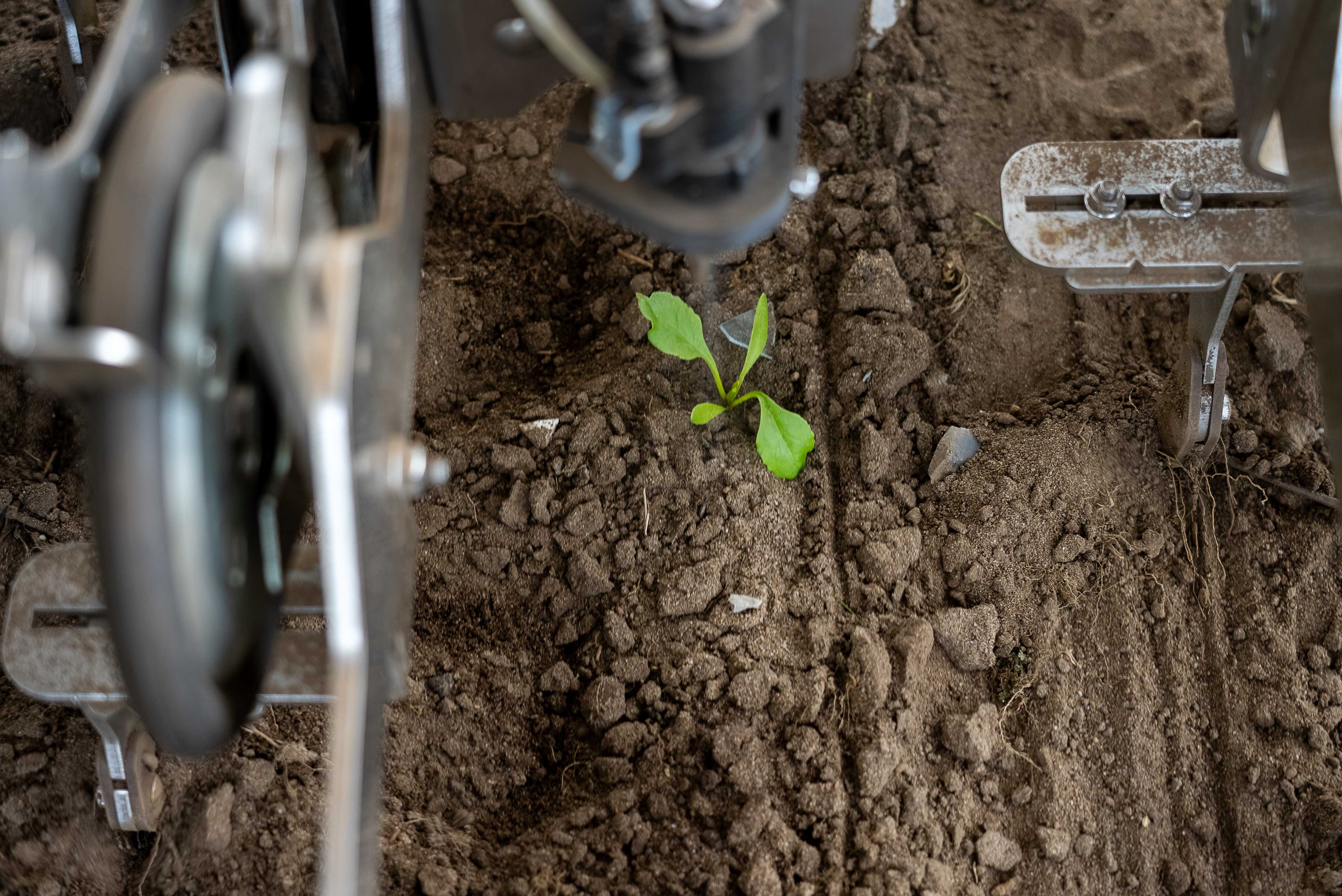 Spot spraying in progress on growing crop, fitted to solar-powered FarmDroid FD20 robot