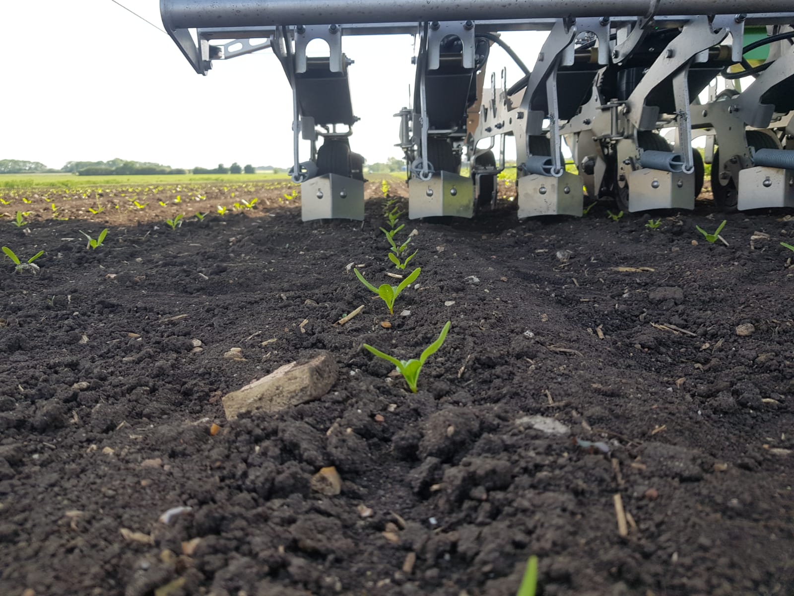 FarmDroid FD20 weeding a fodder beet crop